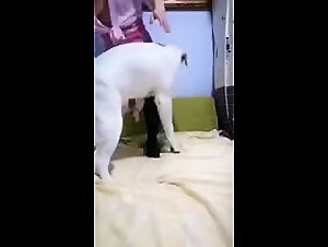 Human-Dog Fucking Stories