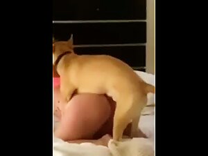 Zoo Bestialitee Salopie Whore Porn Videos