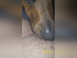Licking Obsession: Uncontrolled Animality