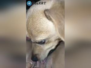 Licking frenzy: Cane incontrollato sulla sua puttana di padrona