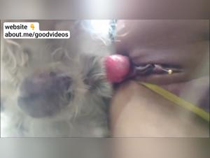 Raw zoophilia: Dominant dog, submissive woman