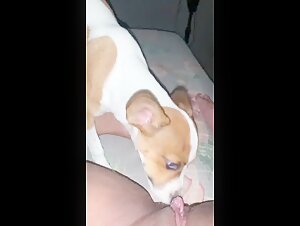 Mistresses and Dogs: An Explosive Encounter