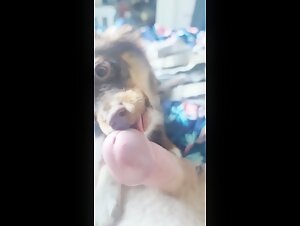 Puppy Training: An Exciting Bestiality Sex Experience