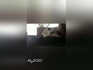 Hardcore dog fantasy