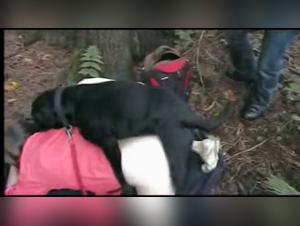 Brutal woods fuck: dog, teen, and raw action