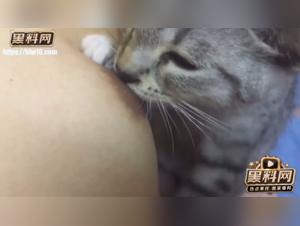 Feline delights: lactation and insatiable desire