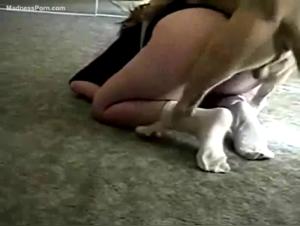 Canine Debauchery: Brutal Animal Sex Revealed