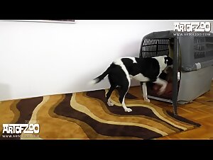 Bestialita XXX: La figa succhia il pene del cavallo dopo aver scopato con il mio cane