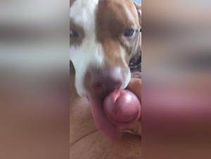 Canine debauchery: lips and claws in prohibited pleasure