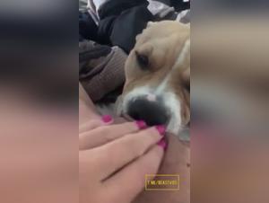 Bestial orgy: Licking dog, Submission Wild