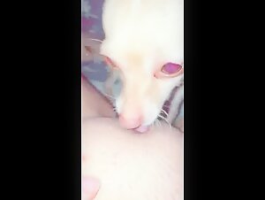Chihuahua licking intimacy
