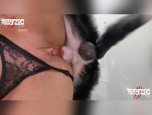 Dogsex Climax: Indecent Compilation