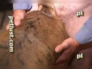 Bestial Delights: Slut Fucks Dog - Part 2