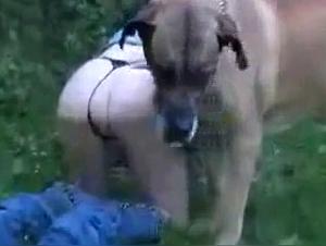 Feline desire: A slut and her canine companion in a bestial orgy