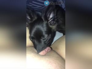 Sloppy Dog, feverish Pleasure: My Pussy Under His Tongue