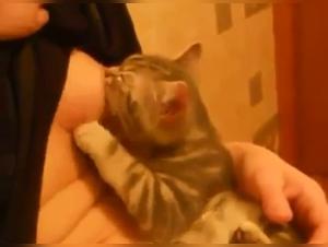 Exalted Zoophilia: Feline Creampie
