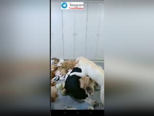 Animal Debauchery: Asian Group Sex and Dogs