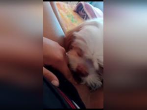 Bestiale Brazilian passion: the friend and her dog