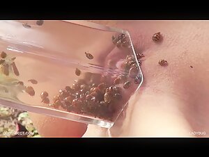 Ladybug: An Unusual Encounter