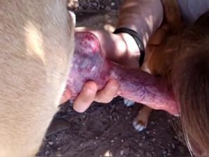 Zoophilia Hardcore: Dog fucks woman mercilessly in Tyson Encounter 10