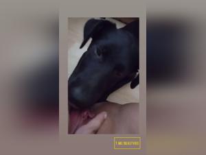 Wild lick: Dog fucks a whore mercilessly