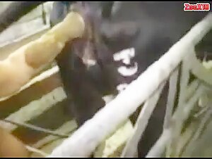 MBS and the cow in the mud