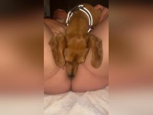 Animal Crowds: Uncontrollable Canine Domination