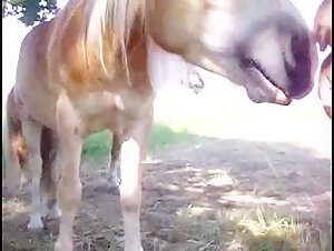 Woman and horse: a bestial encounter
