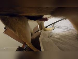 Doggy Delight: GSK9owner gives her no mercy, doggystyle with a twist
