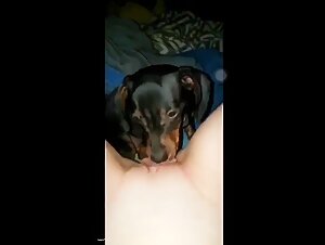 Training a new dog