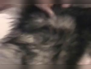 First Dog Fuck: Caledonian KC's Sensual Exploration