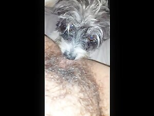 Dog licks a hairy pussy